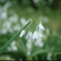 Three cornered garlic